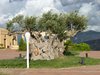ALBERO ULIVO SECOLARE